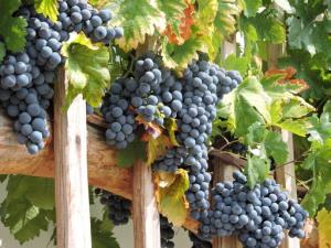 rsz_potomkastaretrte3